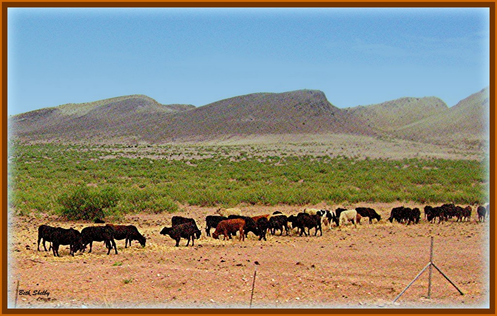 Mexican Cattle Ranch by vernabeth