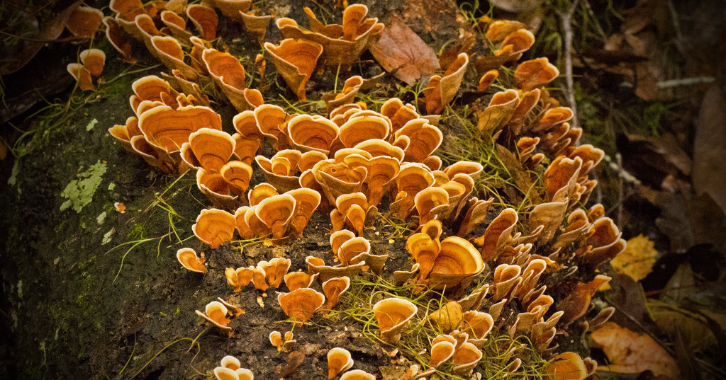 More Potato Chip Fungi! by rickster549