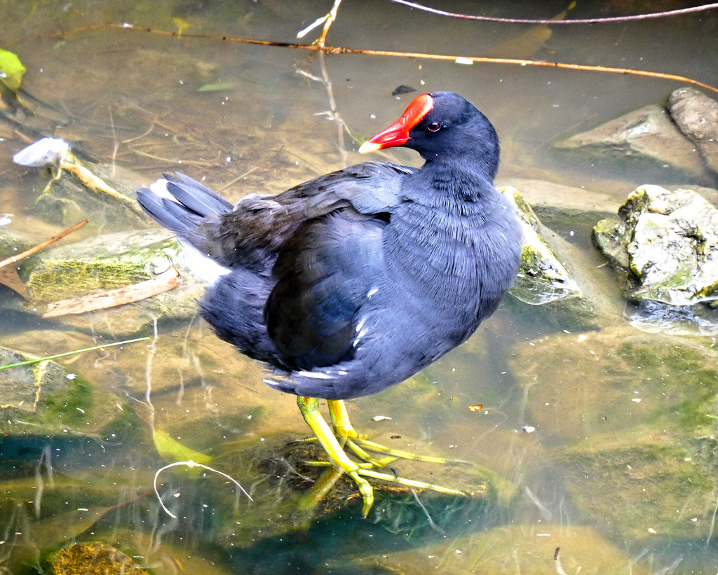A Common Moorhen by ludwigsdiana