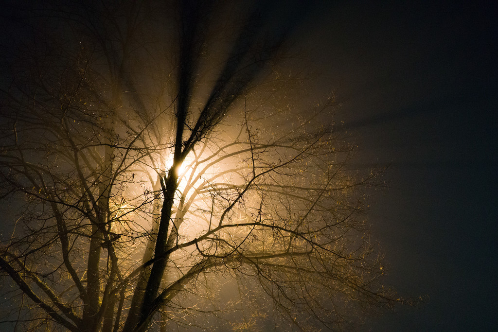 A foggy evening by cristinaledesma33