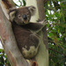 nice to meet you by koalagardens