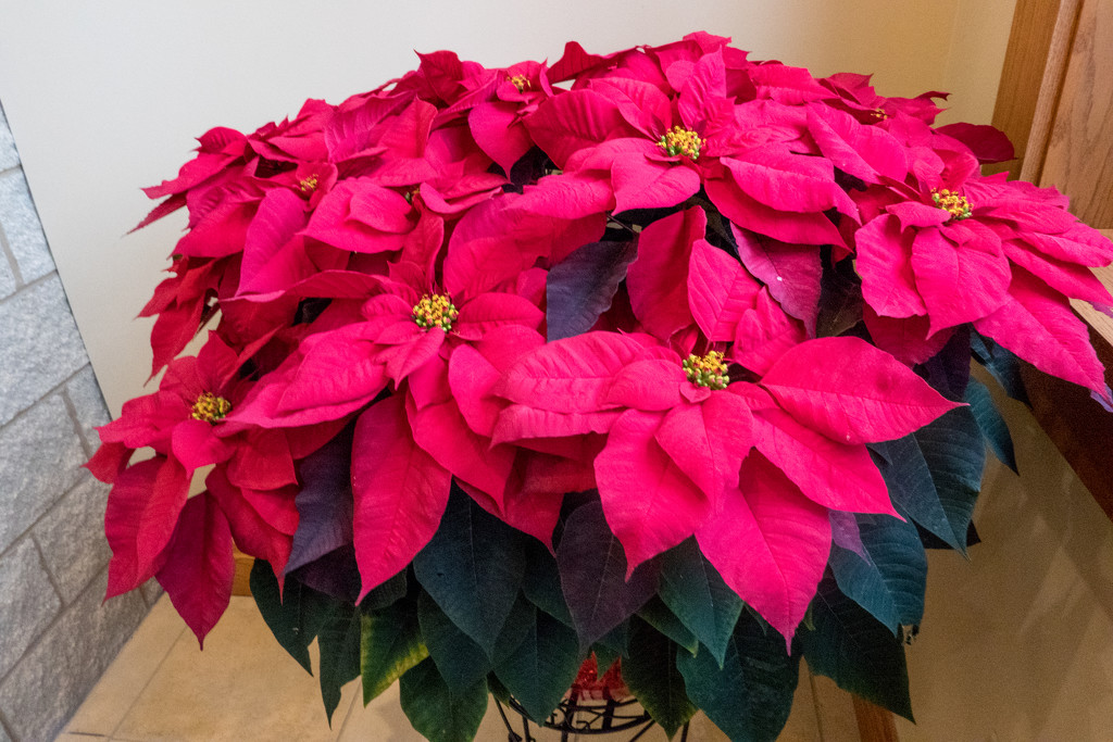 Poinsettia  by rminer