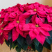 Poinsettia  by rminer