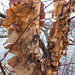 Birch Bark by rminer