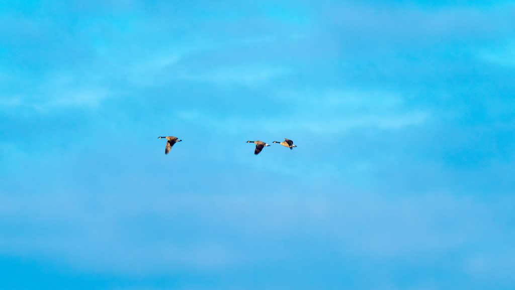 Three geese in the sky by rminer