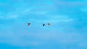 8th Dec 2017 - Three geese in the sky