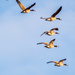 Geese in flight  by rminer
