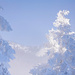 Snowy tree tops by kiwichick