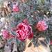 Frozen rose by violetlady