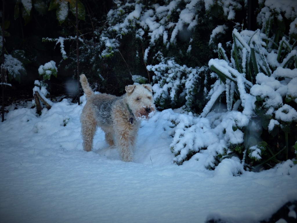 Alfie -- not sure about all this white stuff !! by beryl