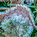 Frosted Leaf (best viewed large on black) by carolmw