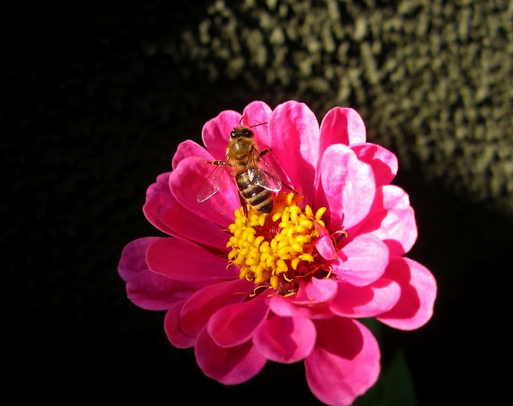 Pčela i cvijet by vesna0210