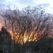  Sunrise  at 1 Acorn Drive by susiemc