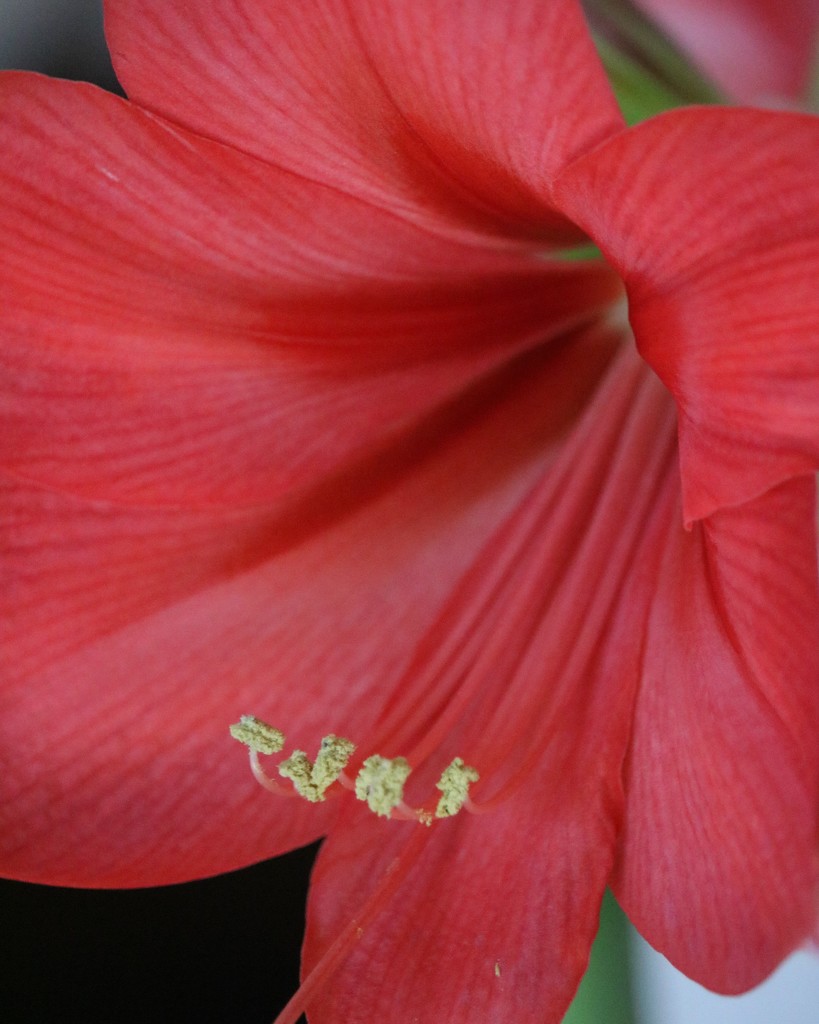 Red Amaryllis by daisymiller