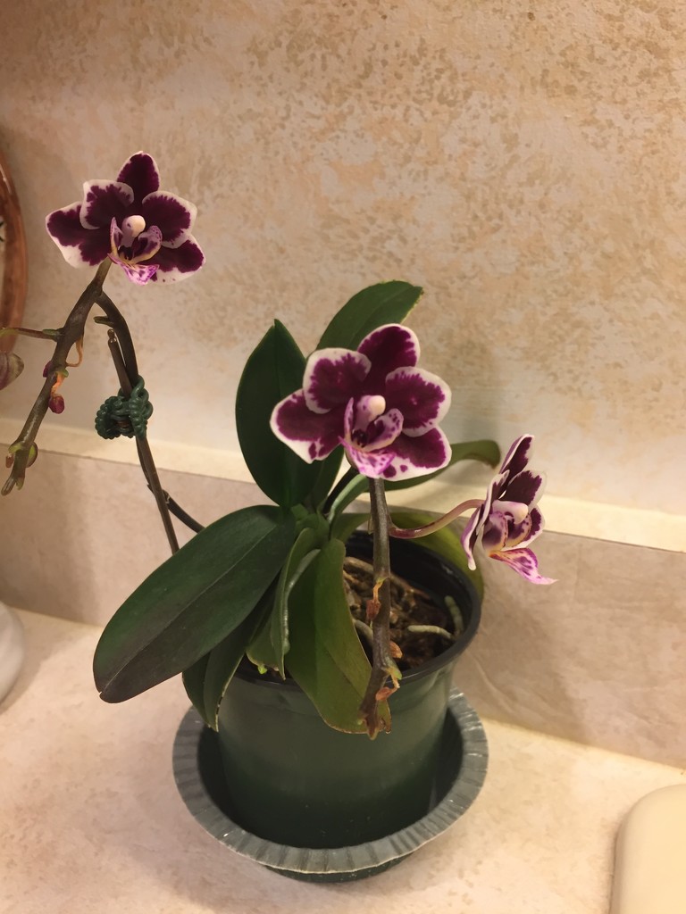 Another of my dad’s orchids by kchuk