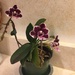 Another of my dad’s orchids by kchuk