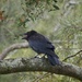 Noisy crow by judithdeacon