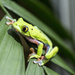 Flying Leaf Frog by pdulis