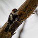 Woodpecker! by rickster549