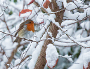 10th Dec 2017 - Robin in the snow