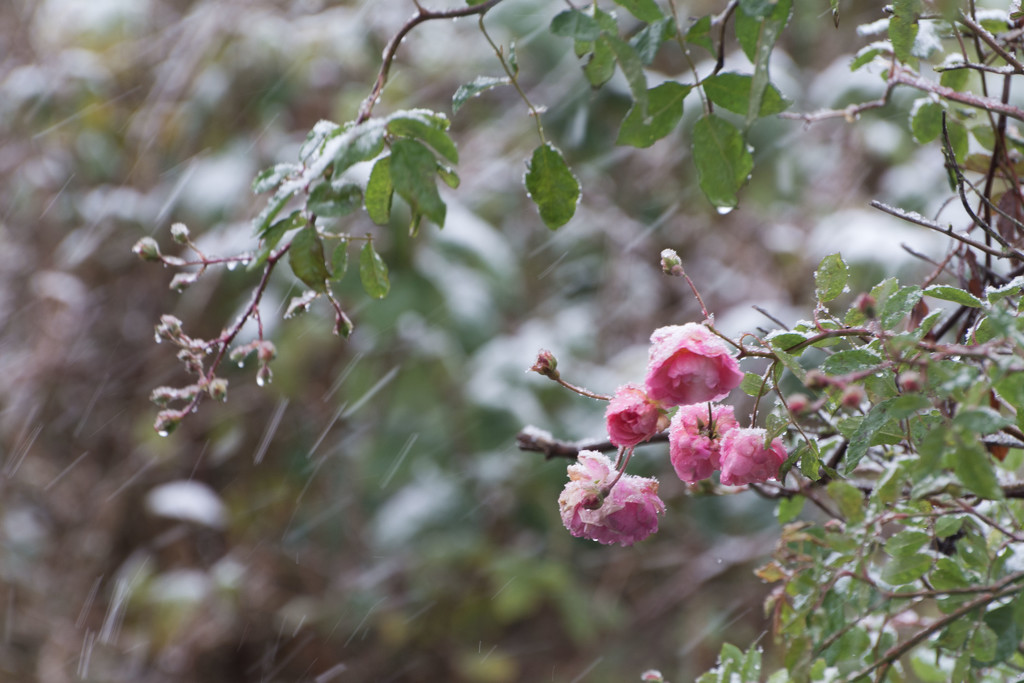 Snow roses by rumpelstiltskin