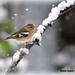 Snowy Chaffinch by rosiekind