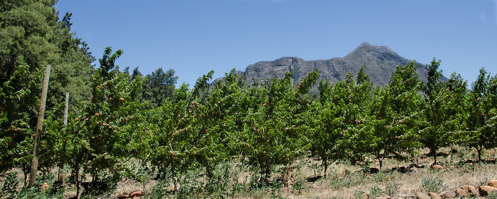 Saronsberg from the Orchard by salza