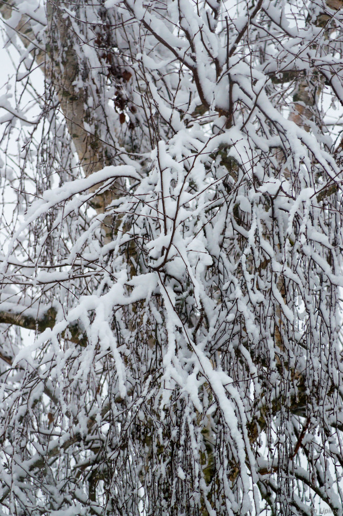 Birch tree with snow by jon_lip