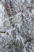 10th Dec 2017 - Birch tree with snow