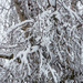 Birch tree with snow by jon_lip