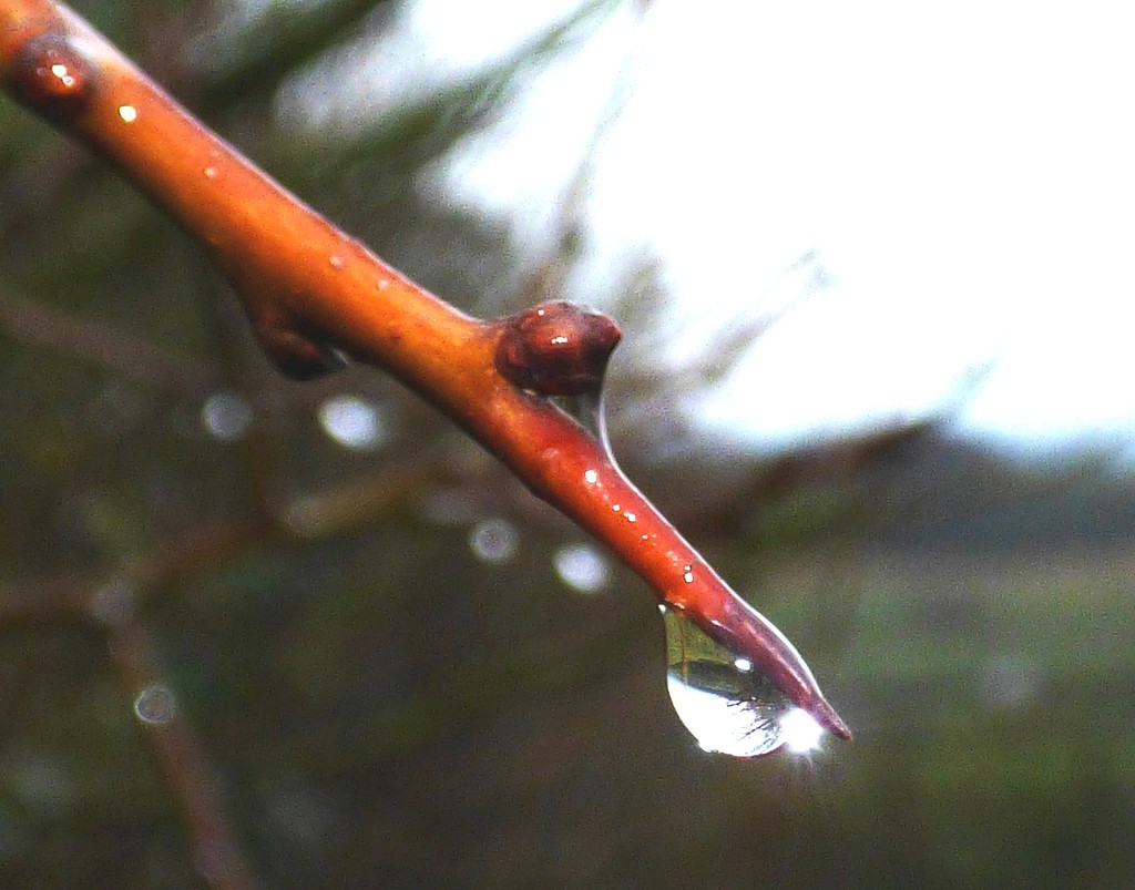 Raindrop on blackthorn by julienne1