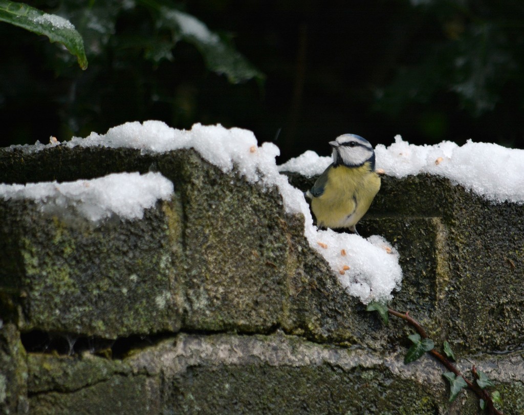 Blue Tit in the snow..... by ziggy77