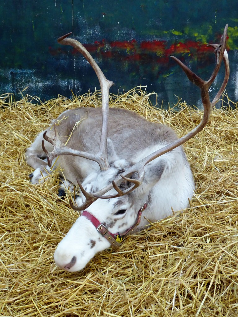 Rudolph by susiemc