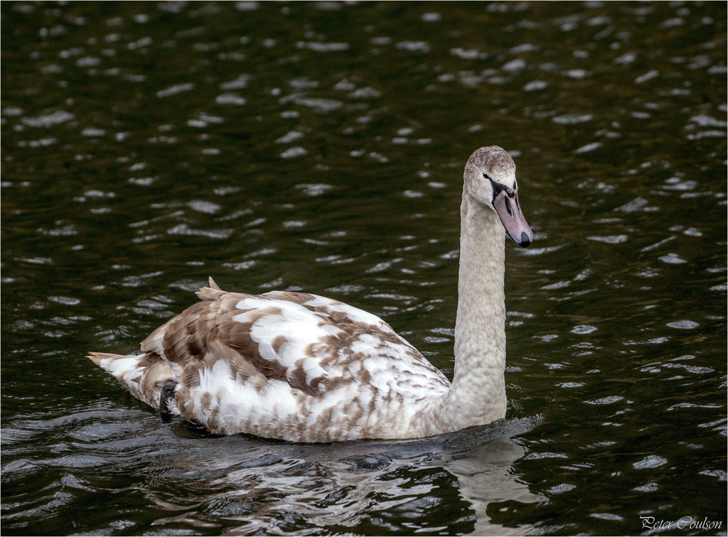 Young Swan by pcoulson