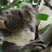 Digger by koalagardens