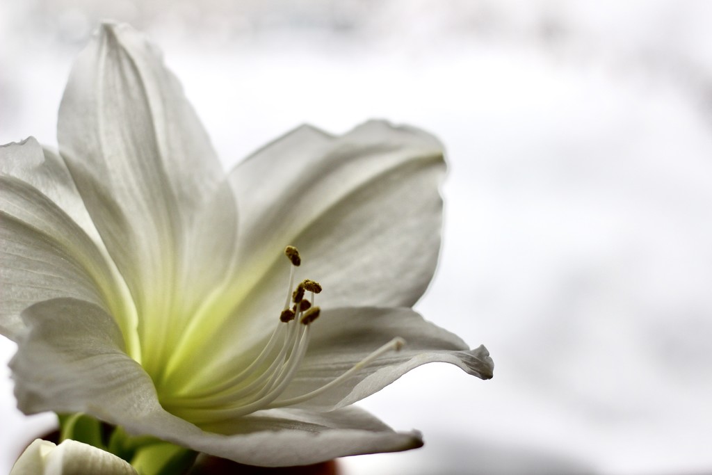 Amaryllis on white snow by vincent24