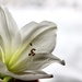 Amaryllis on white snow by vincent24
