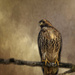 Red Tailed Hawk for textures by jgpittenger