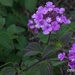 Lantana, the purple variety... by thewatersphotos
