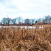 Cattail Landscape by rminer