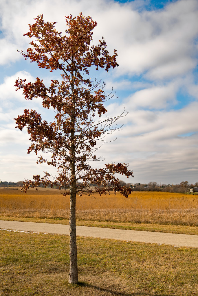 Tree with Sky by rminer