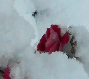 10th Dec 2017 - Roses in the snow,