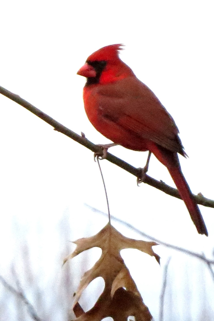 Well, Hello, Mr. Cardinal by milaniet