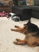 14th Nov 2017 - IMG_2325 let sleeping dogs lie