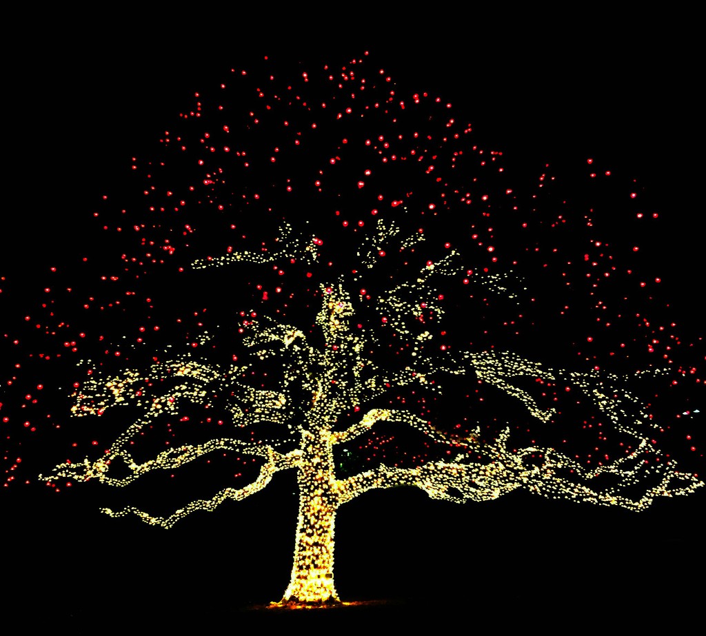 First Euless Tree by 365projectorgkaty2