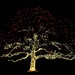First Euless Tree by 365projectorgkaty2