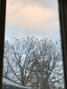 10th Dec 2017 - Crows