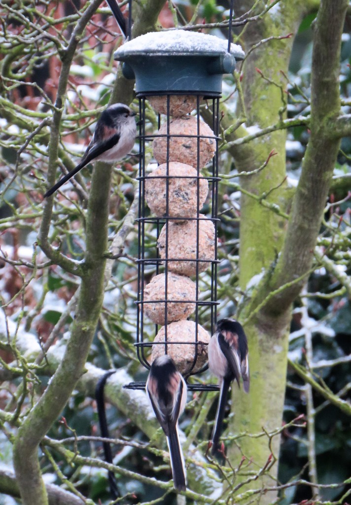 Long Tailed Tits by phil_sandford