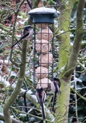 11th Dec 2017 - Long Tailed Tits