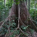 Tree buttresses in the rain forest. by judithdeacon